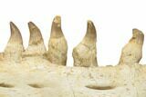 Mosasaur Jaw With Twenty Teeth - Oulad Abdoun Basin, Morocco #195777-12
